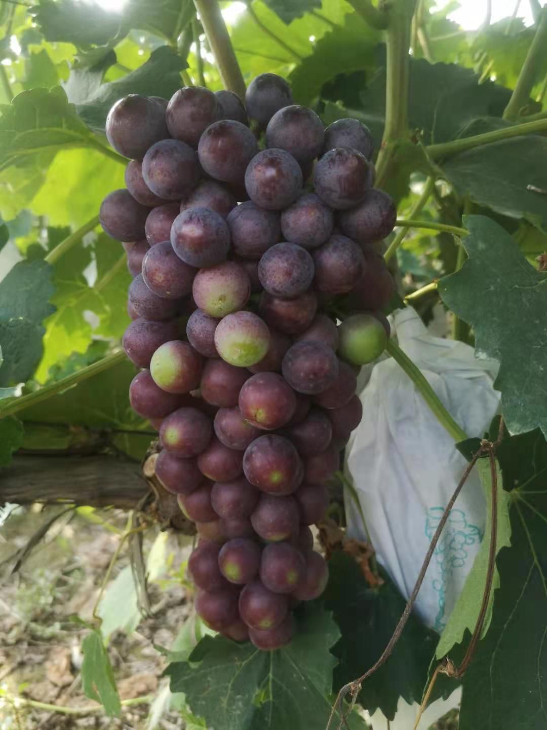 酿酒葡萄，果酱葡萄