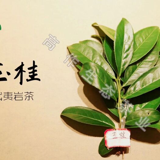 普宁市2024武夷山 大红袍 福建乌龙茶各品种样品清香浓香高山正岩