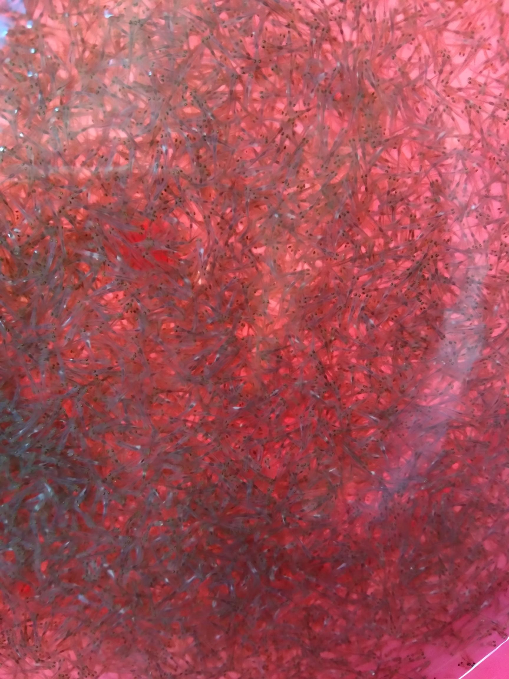 草鱼水花，寸片。