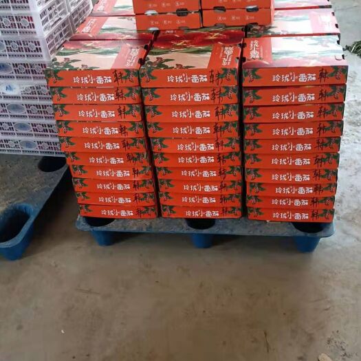 平度市釜山88圣女果 釜山88小玲珑