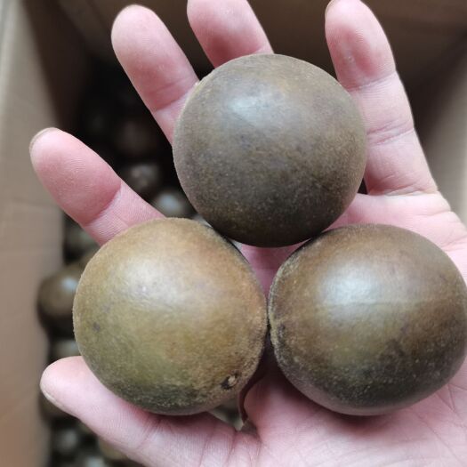 亳州罗汉果 广西特产 罗汉果各种规格 罗汉果批发