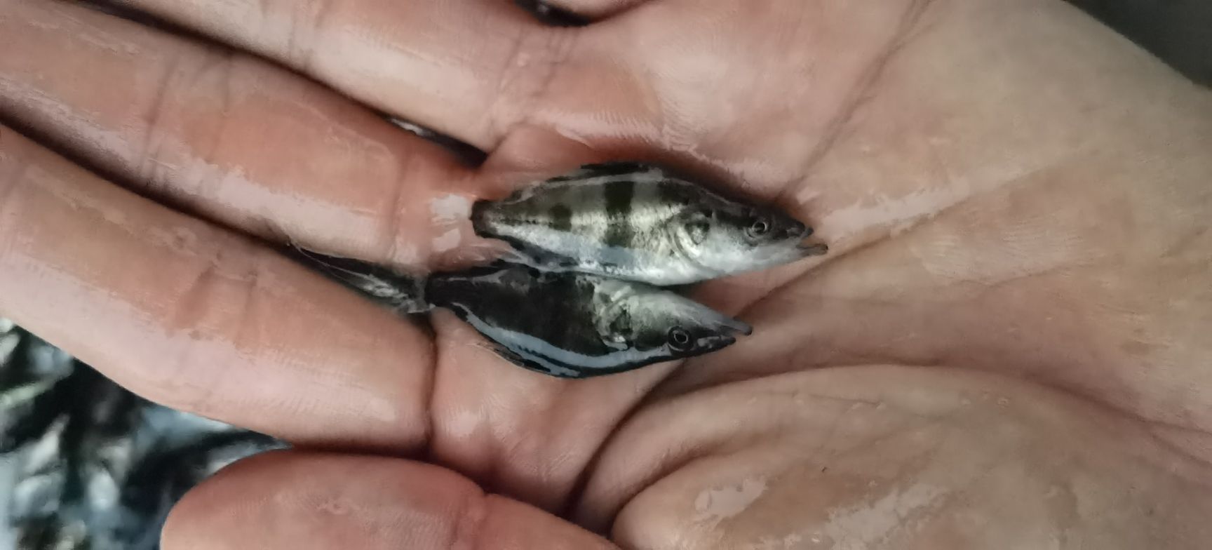 鳜鱼苗  鳜鱼 鳜花鱼苗