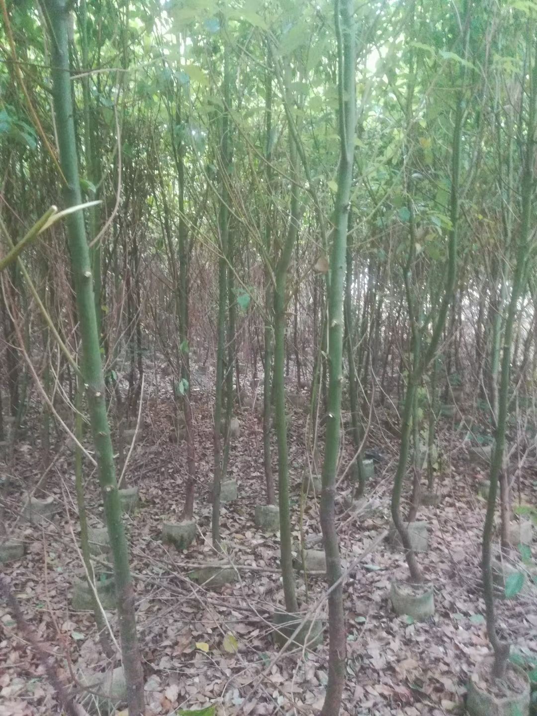 小叶樟 香樟原生苗