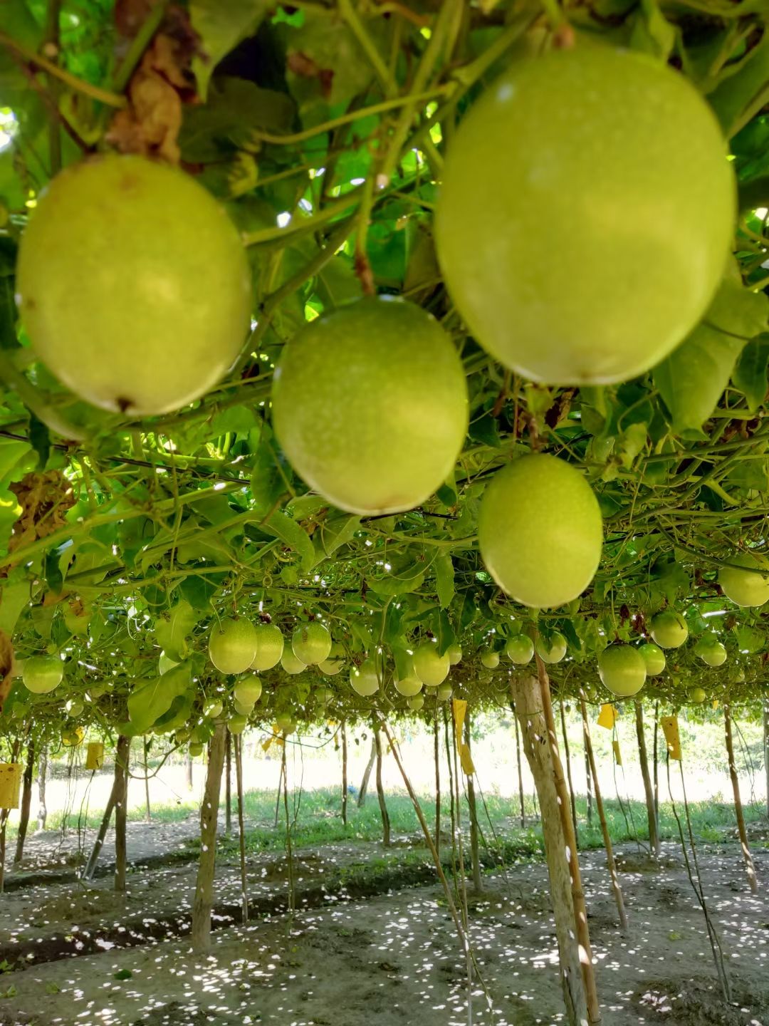 黄金百香果钦密9号每天出货，欢迎批发商电商长期合