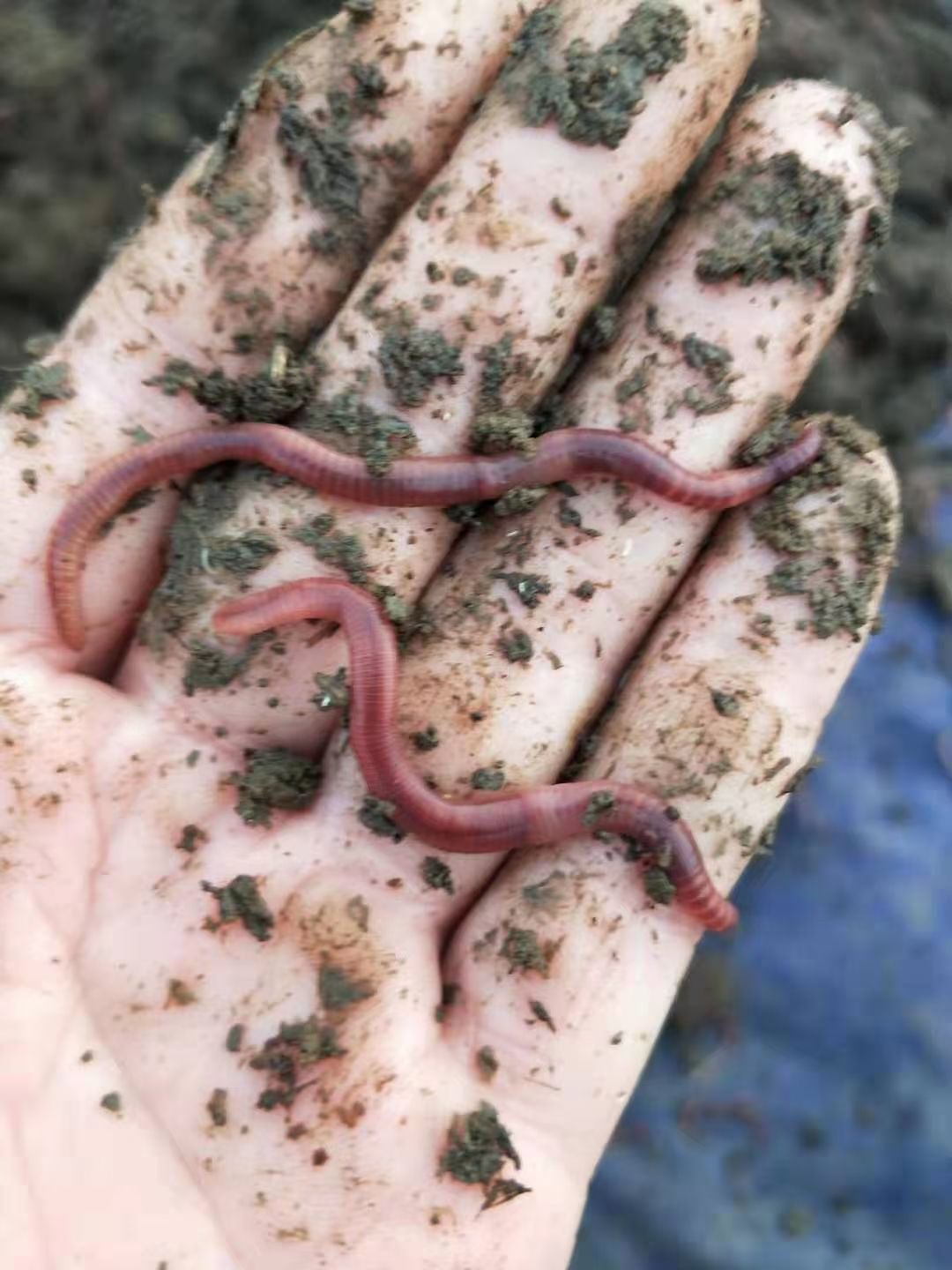 太平蚯蚓  纯牛粪养殖蚯蚓，大平二号，有需要的欢迎采购