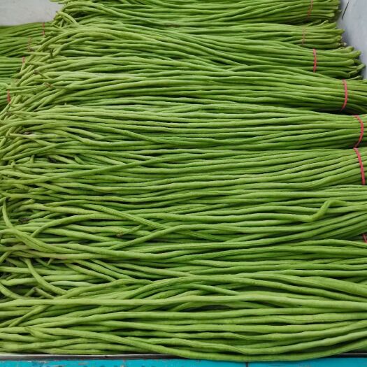绿翡翠长豆角  豆角，长豆角，基地大量种植直供
