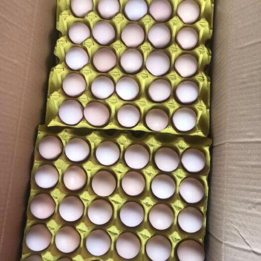 固始县粉壳蛋  小蛋红壳30-32斤大厂直发新鲜干净，不好不要钱