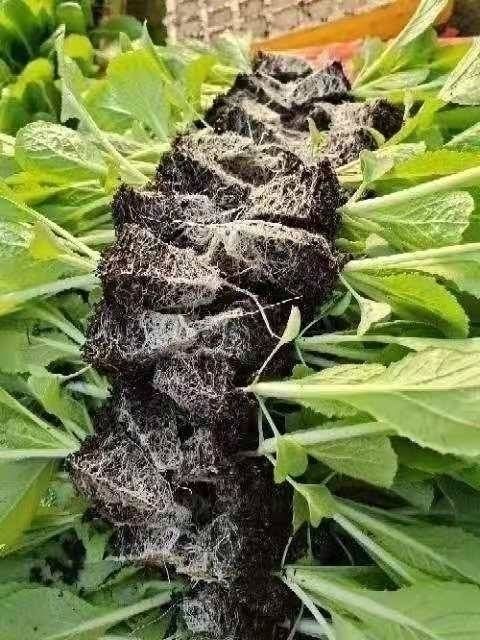 大白菜苗