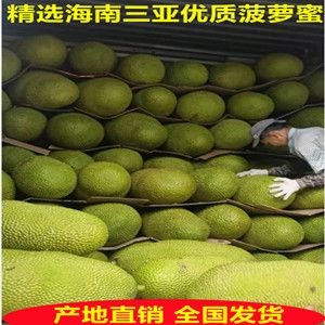 三亚海南三亚菠萝蜜干苞黄肉现摘现发产地直销价格优惠香甜可口