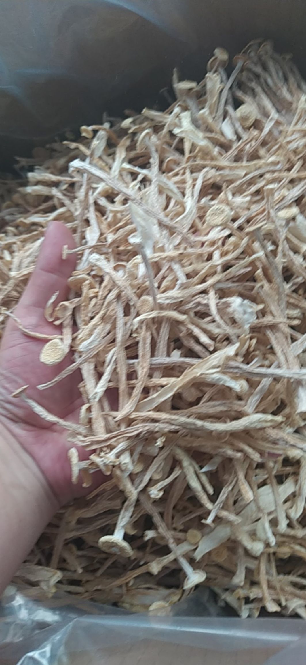 海鲜菇，干货厂直销一手货源，支持视频看货 一件代发，质量保证