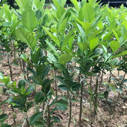 灵山县果苗香水柠檬苗四季结果 四季可种 抗寒 种植当年结果包邮