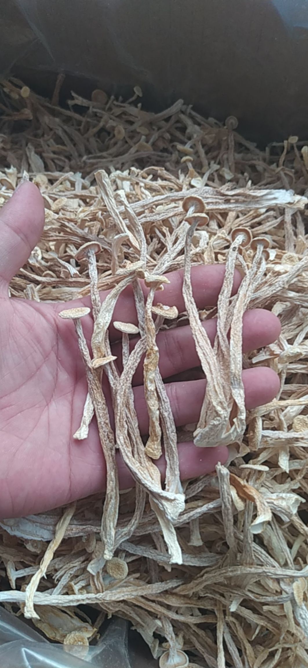 海鲜菇，干货厂直销一手货源，支持视频看货 一件代发，质量保证