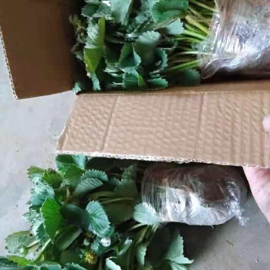 平度市甜宝草莓苗 甜宝奶油草莓苗，丹东99苗