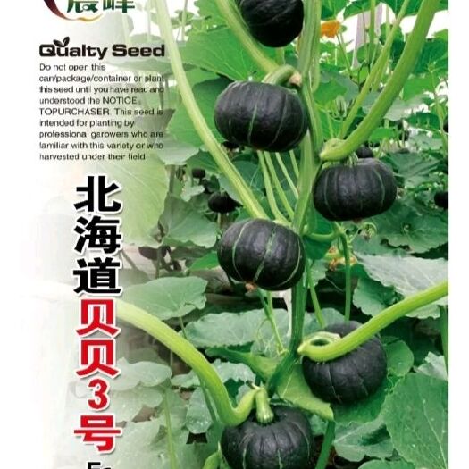 贝贝南瓜种子  贝贝南瓜 墨绿色橙黄色果肉，甜而不腻