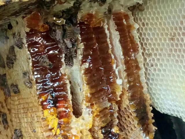 昌江县海南，霸王岭土蜂蜜，品质保证，