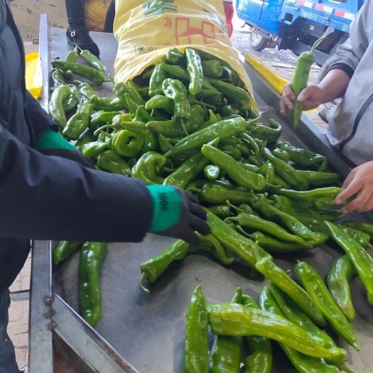 定边县牛角椒 陕北辣椒大量上市