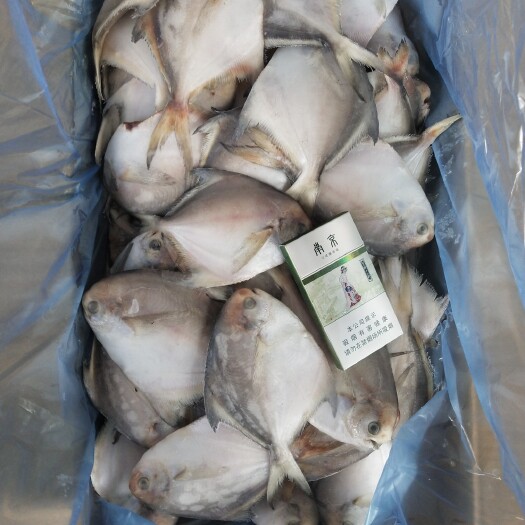 荣成市白鲳鱼  一手货源，价格超低，食堂，商超，都可以用二两左右鲳鱼
