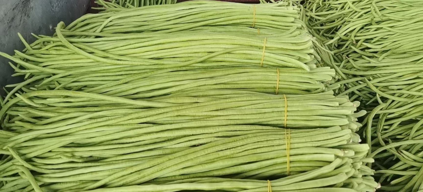 绿翡翠长豆角  豆角，长豆角，基地大量种植直供