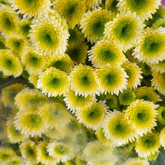 凌源市菊花切花 