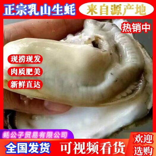 乳山市正宗乳山牡蛎，三倍体生蚝，自有养殖基地，现捞现发，鲜活发货