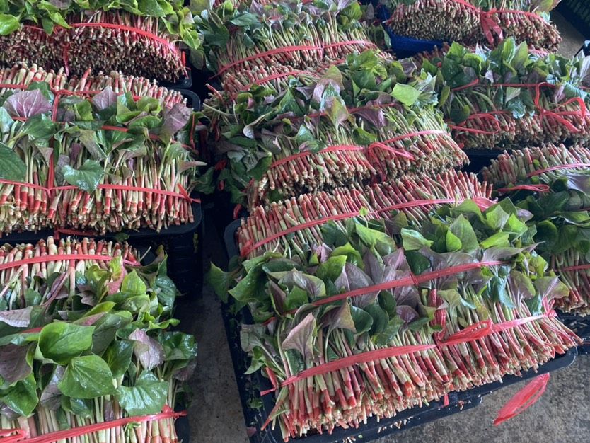 红茎鱼腥草 鱼腥草嫩芽
