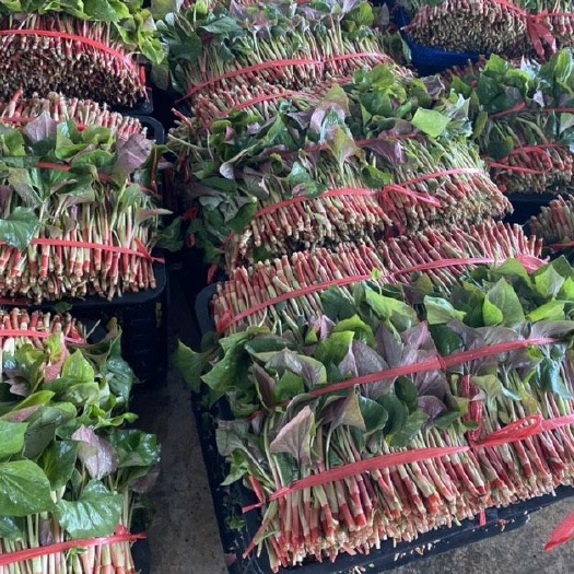 长阳县红茎鱼腥草 鱼腥草嫩芽