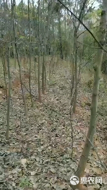 拐枣苗  大家好有需要拐枣树的联系我价格给力