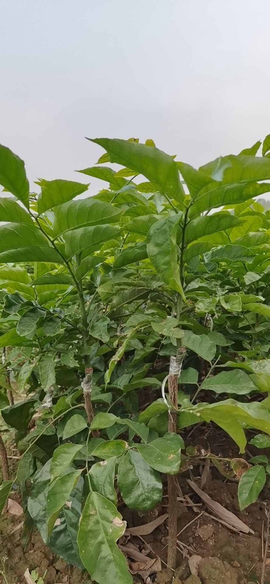 贵妃黄皮果苗  贵妃黄皮苗，黑黄皮苗