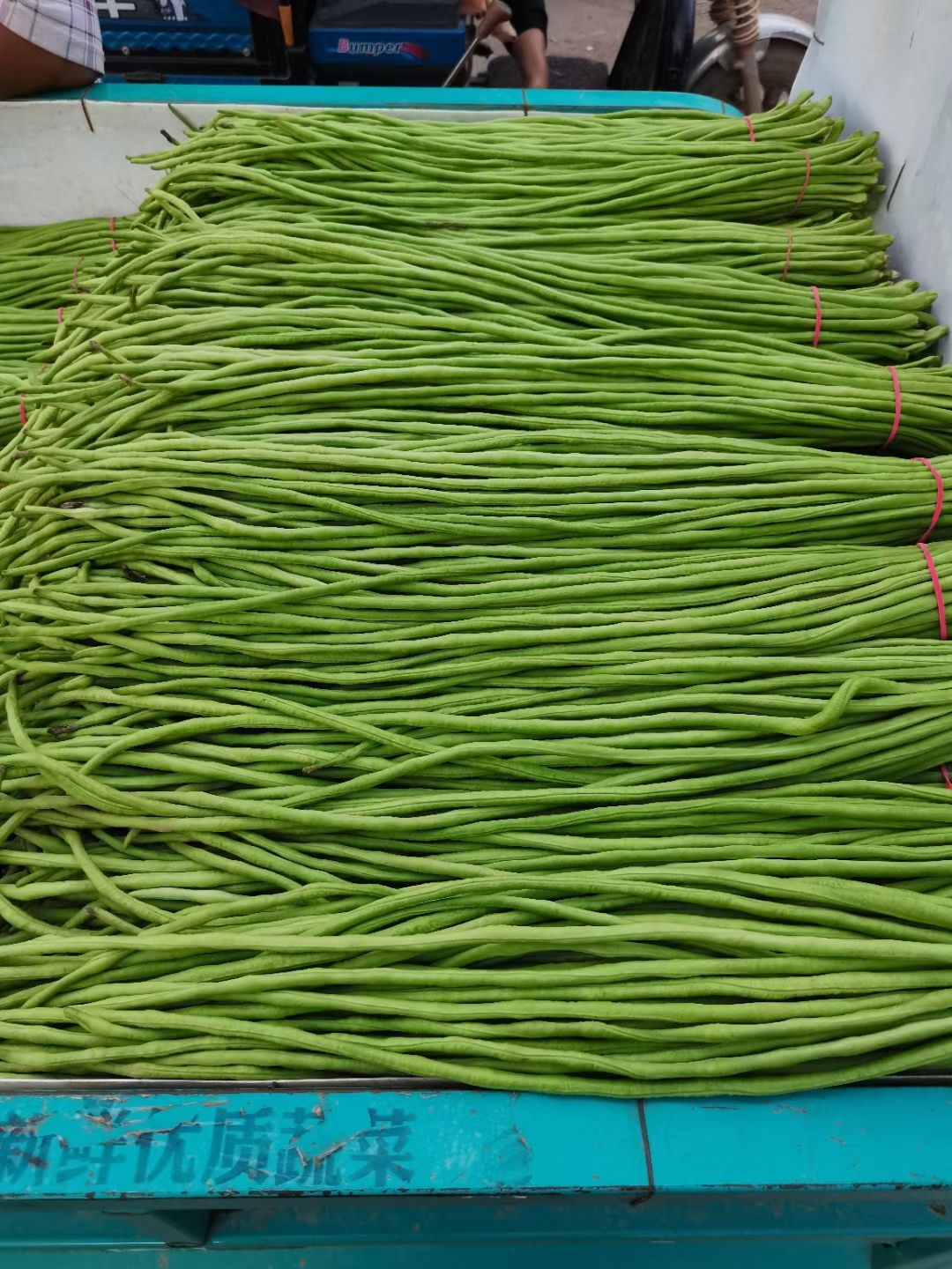 绿翡翠长豆角  豆角，长豆角，基地大量种植直供