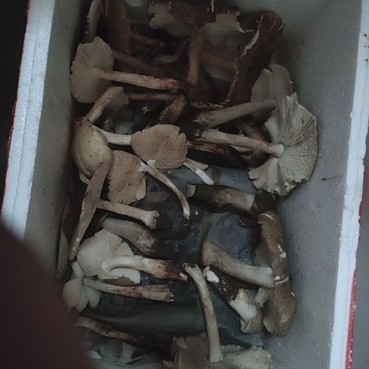 乐至县 鸡枞菌