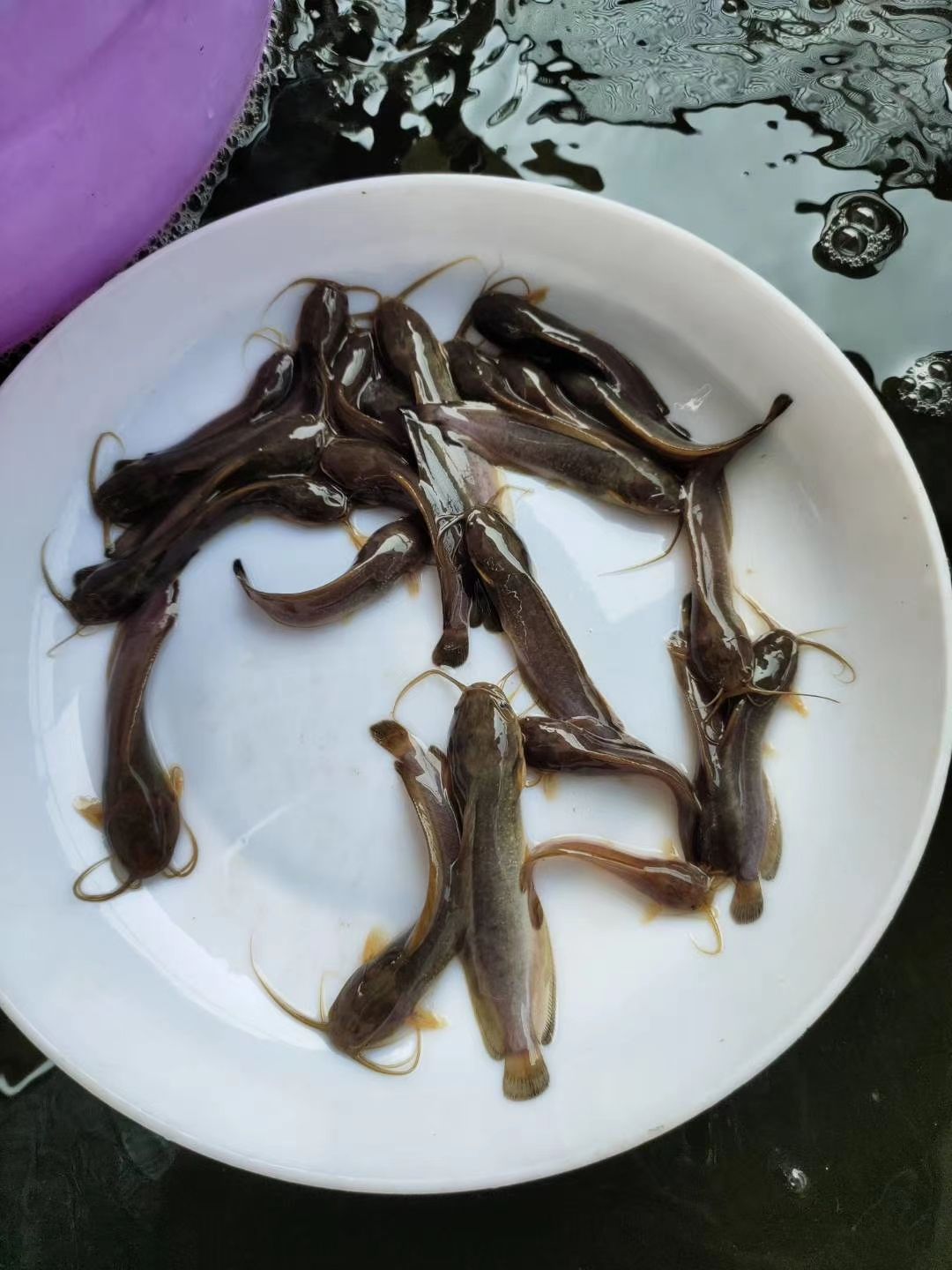 本地塘鲺  【产地直销】本地三黄塘鲺鱼苗，塘角鱼，滑哥，免费