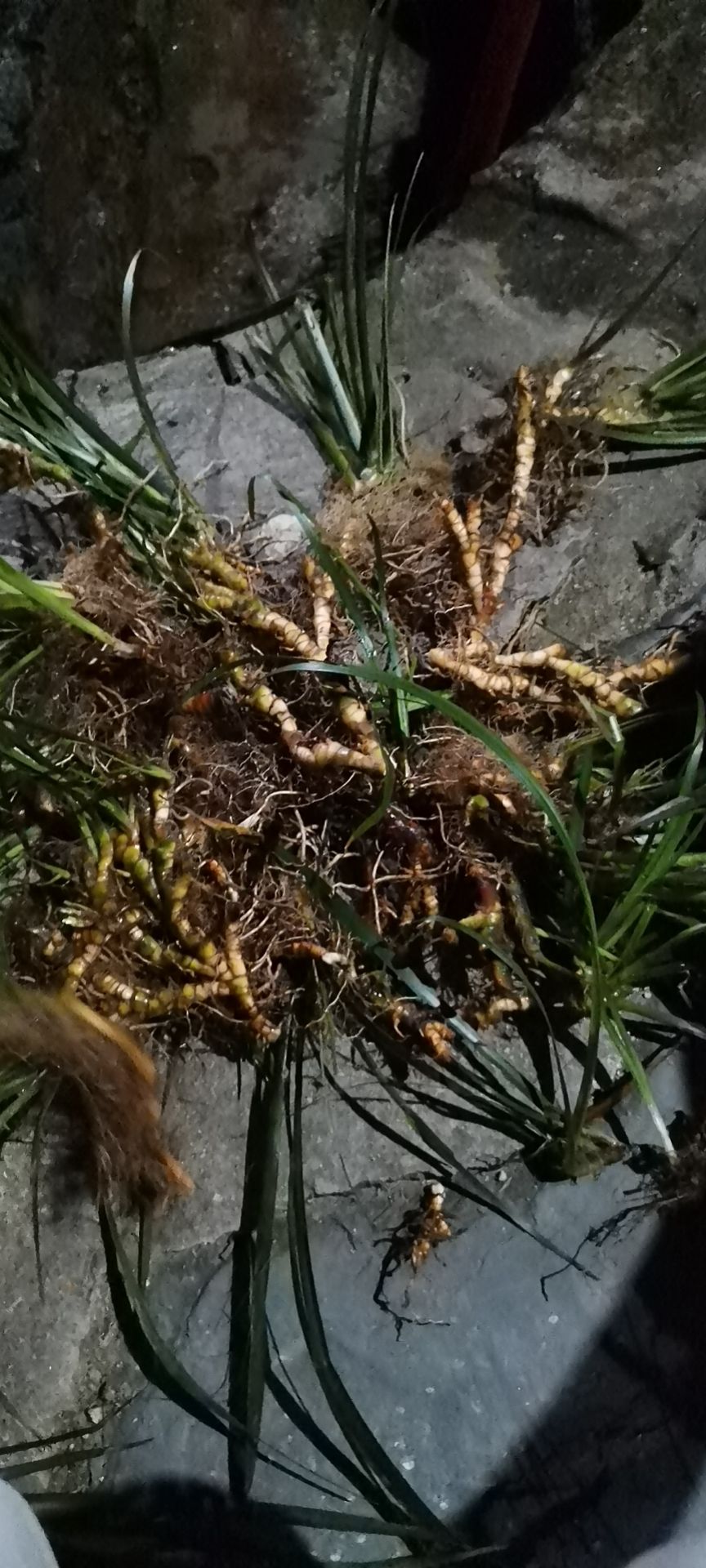 石菖蒲，山奈，五香