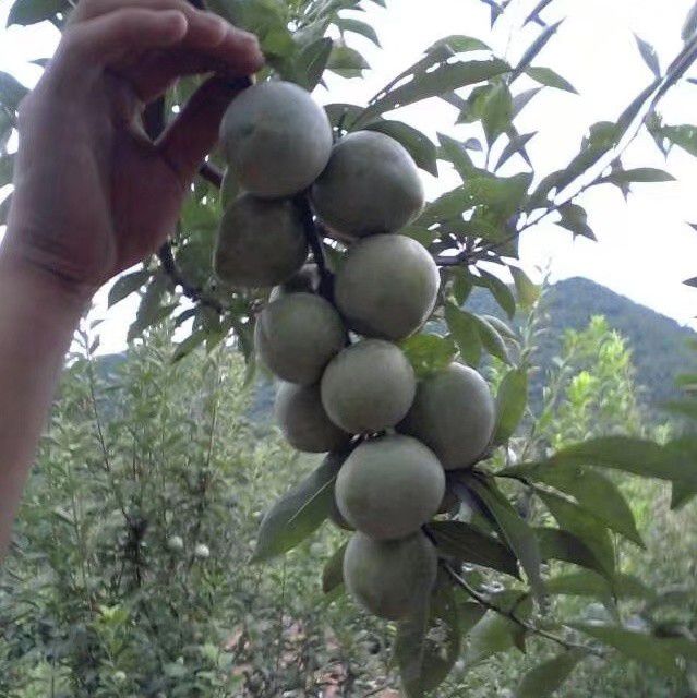 奈李 广东省韶关市仁化县 