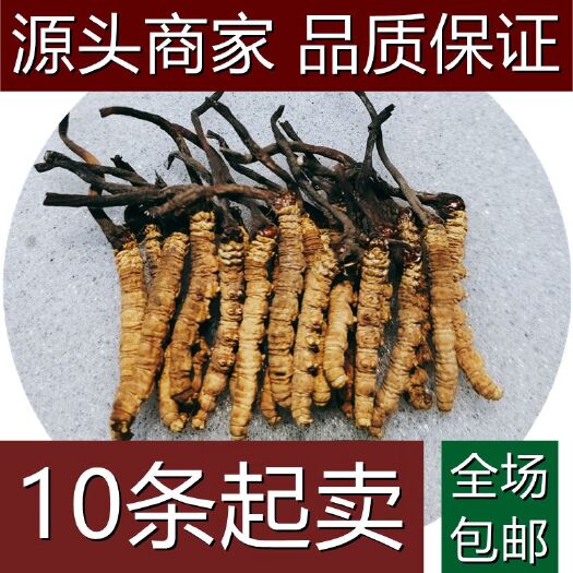 西宁冬虫夏草祁连干虫草散装高海拔无断草非西藏那曲可泡酒炖汤