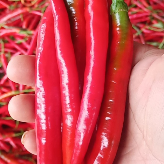 简阳市红泡椒 红辣椒