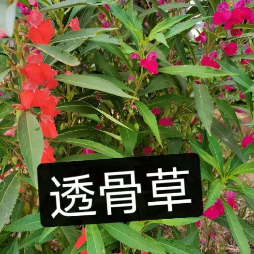 亳州凤仙草种子  透骨草 凤仙花 急性籽 基地直销 一手货源批发