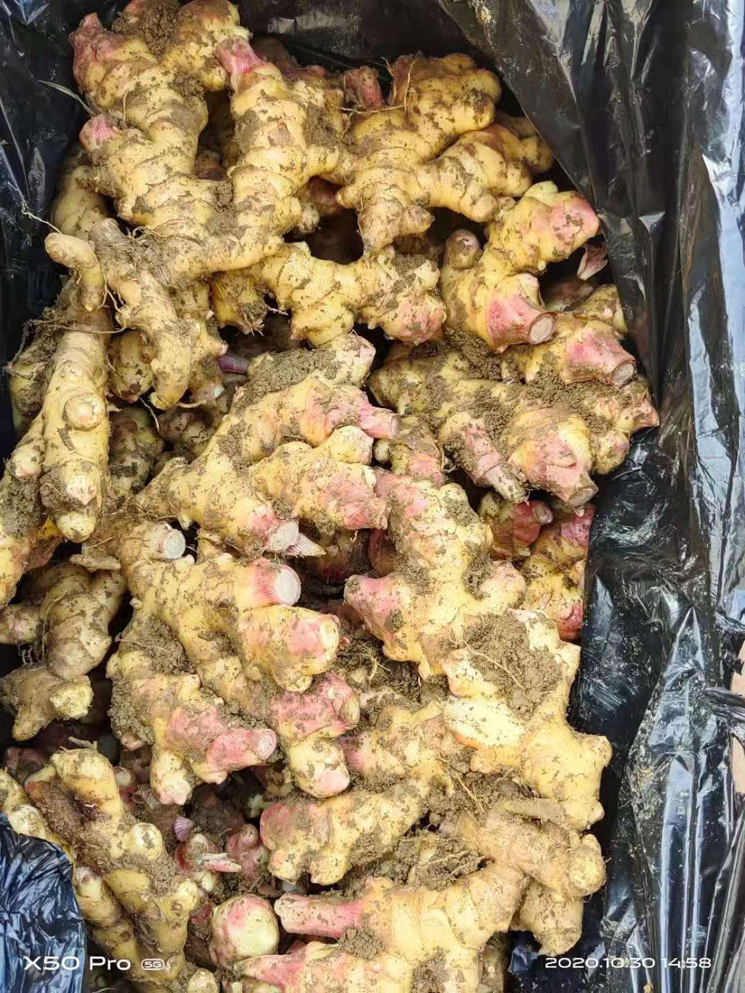 贵州小黄姜，云南小黄姜