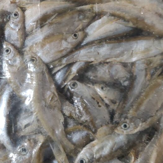 鄱阳县饲料鱼 鱼 
