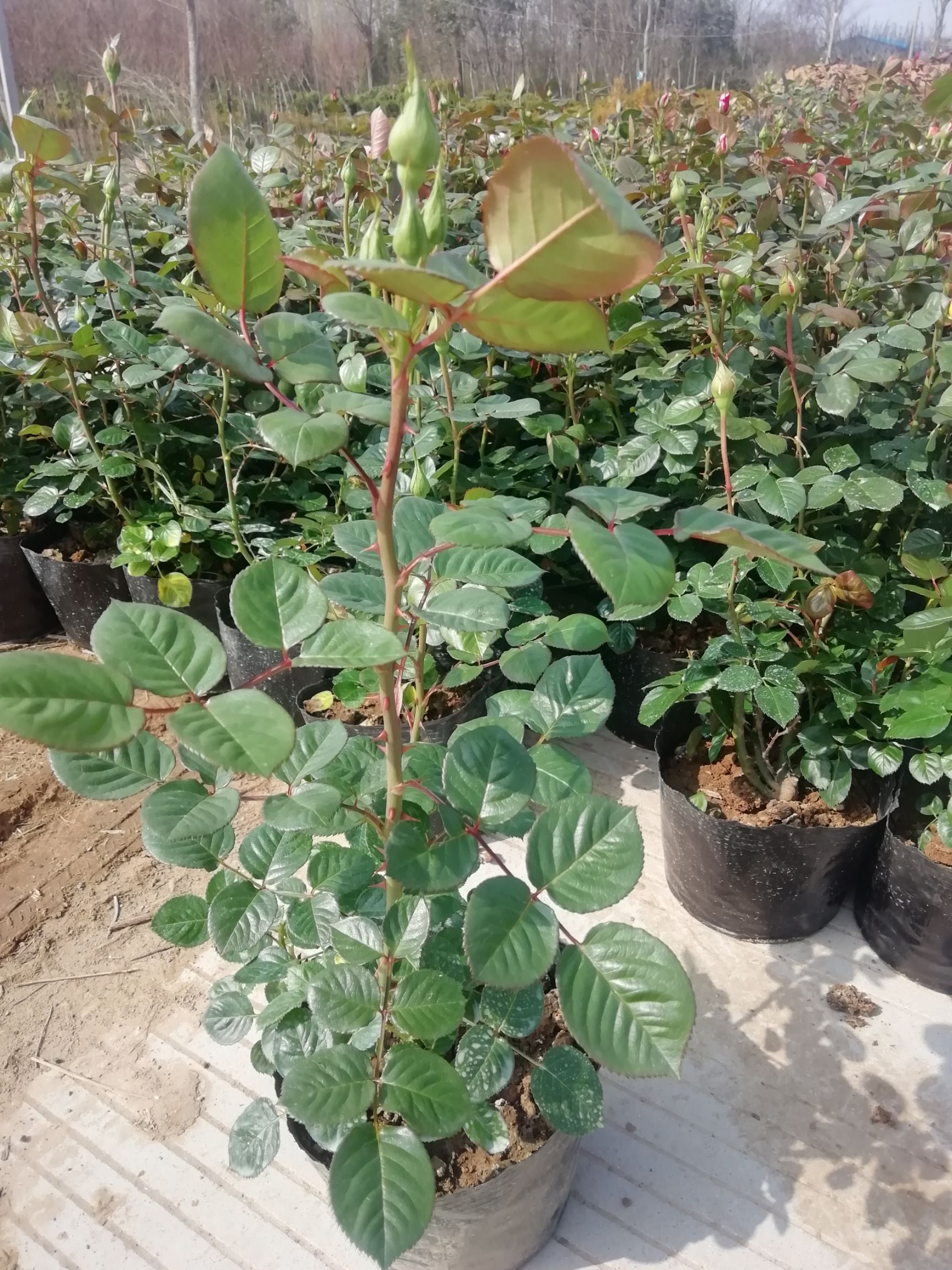 红罗宾  大量现货出售红叶石楠床苗营养钵大小杯品种