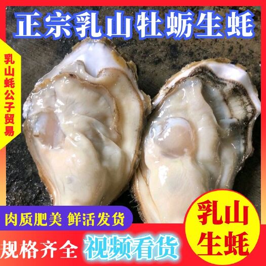 乳山市三倍体生蚝  正宗山东乳山生蚝/牡蛎，自有养殖场，现捞现发，鲜活发货