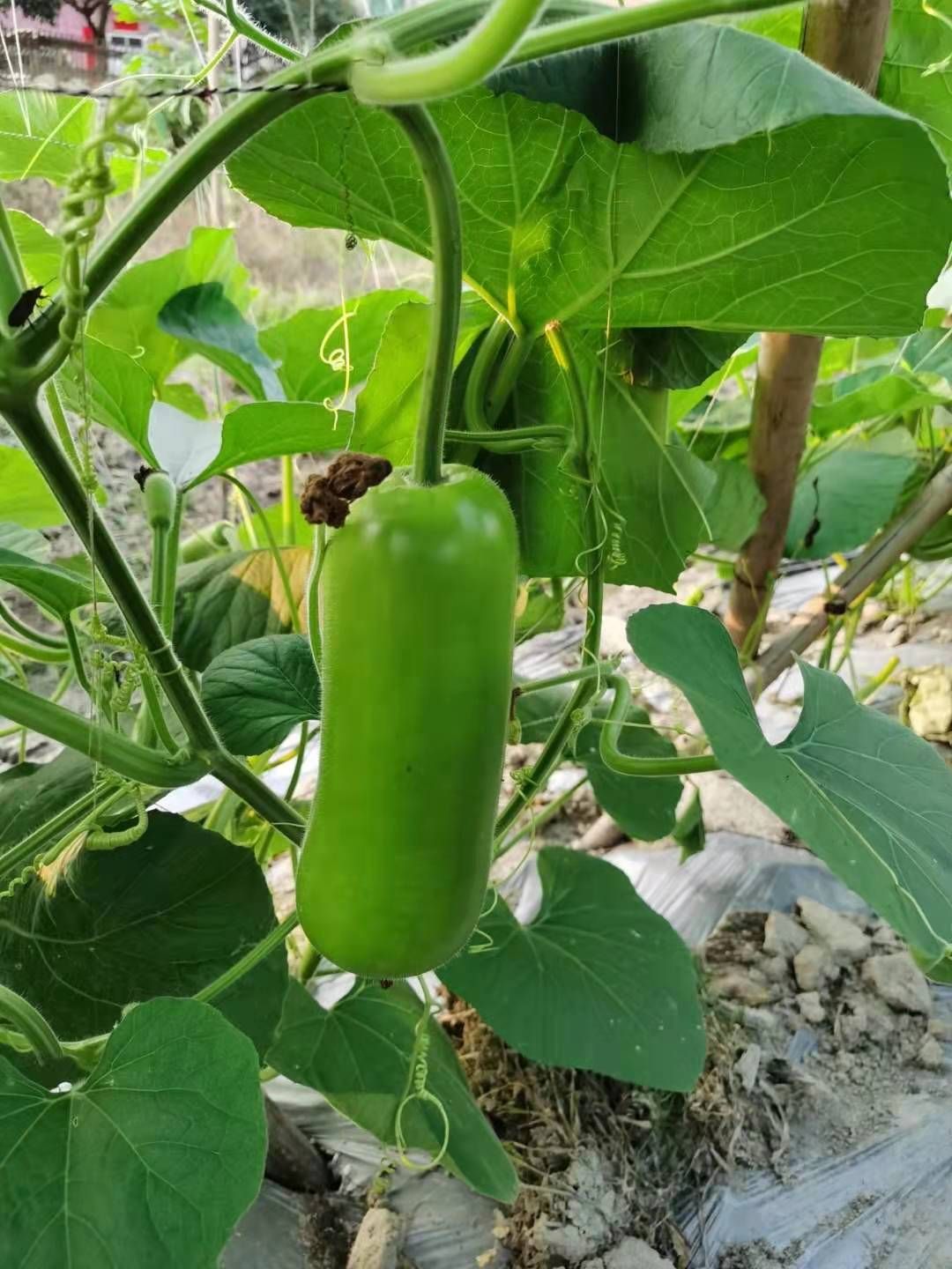 瓠瓜种子  杂交一代早熟高档瓠瓜蒲瓜种子，果型漂亮，长势旺盛，结瓜能量强