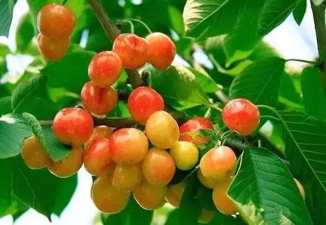 平度市黄蜜樱桃 各种品种大樱桃