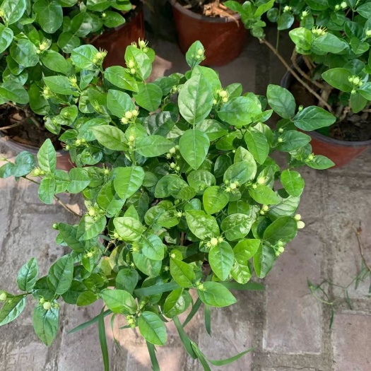 青州市白色茉莉  精品茉莉 基地直供～质优价廉