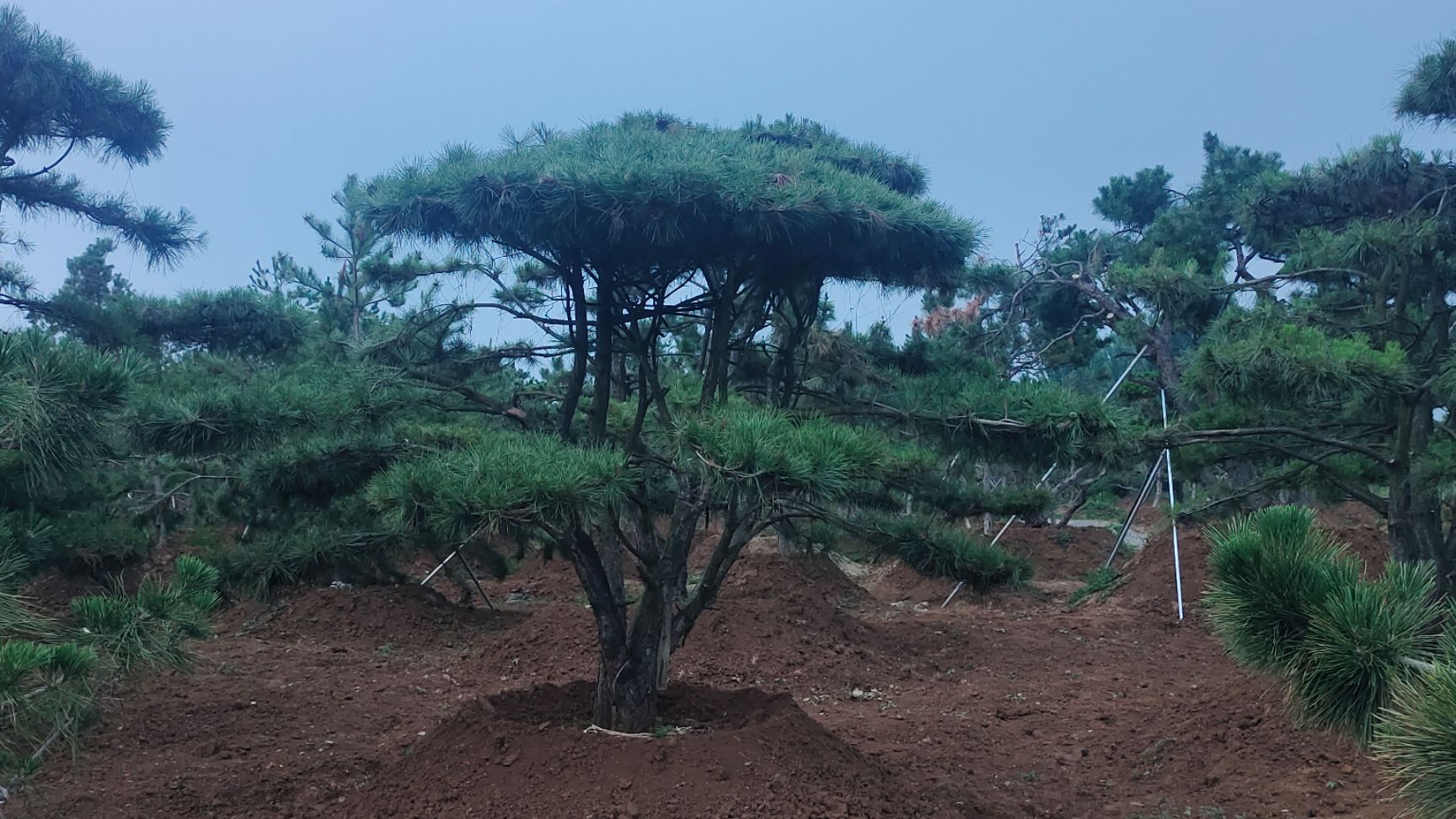 造型油松  造型松