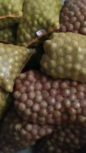 渭南产地青皮核桃各种规格大不封顶，现摘现发。