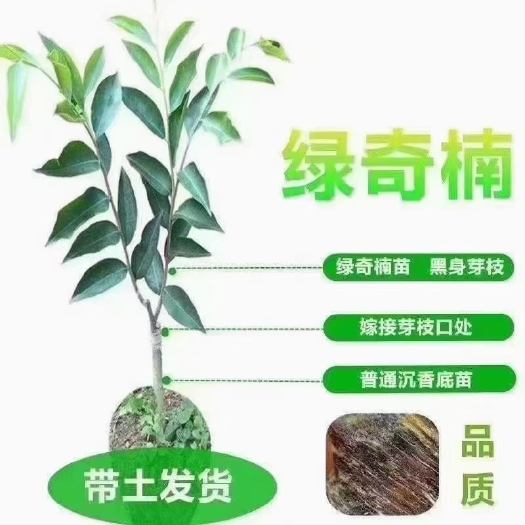 奇楠沉香树  优质奇楠树