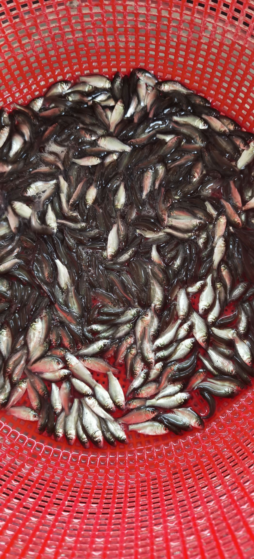 鲫鱼苗 白金鲫鱼苗 黄金鲫鱼苗 中科三号