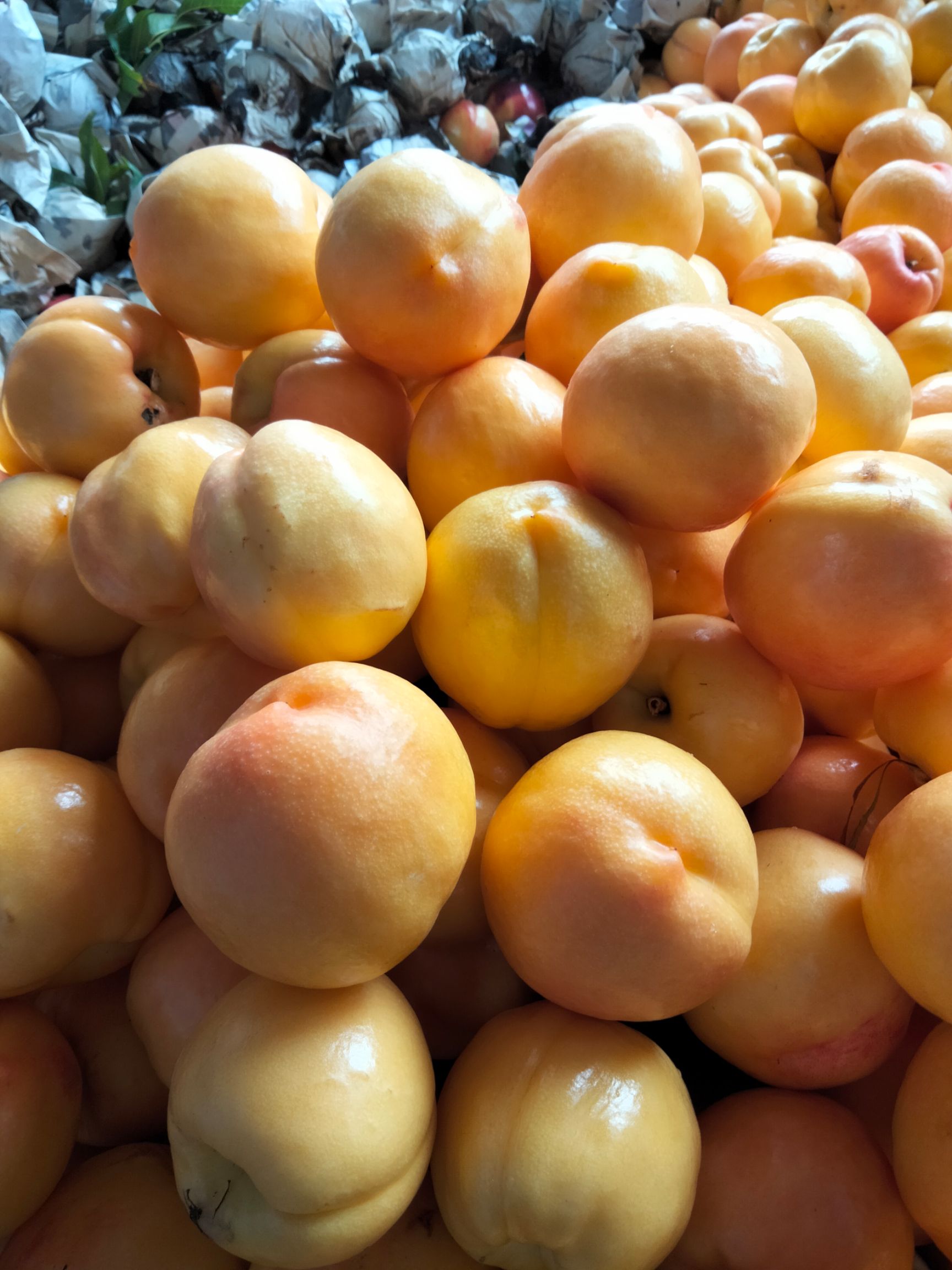 黄桃  套袋黄油大量上市！10万斤