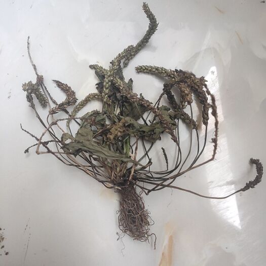 威信县车前草