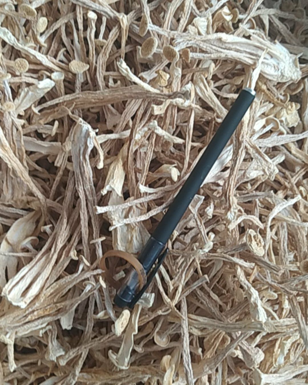 海鲜菇，干货厂直销一手货源，支持视频看货 一件代发，质量保证